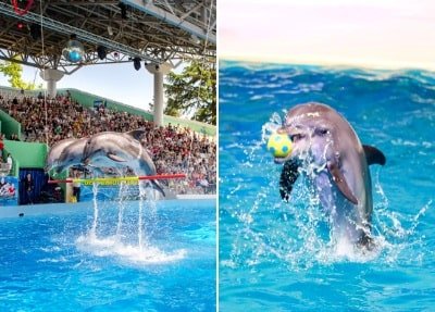 Dolfinarium in Kemer